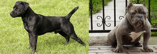 Patterdale Terriers vs American Bullies