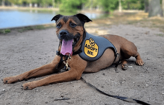 Dog up for Adoption: Twice Chosen, Twice Returned: The Unique Behavior That Makes This Shelter Dog's Adoption Challenging