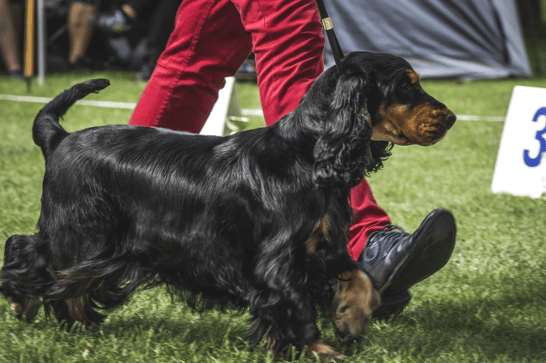cocker spaniel haircut