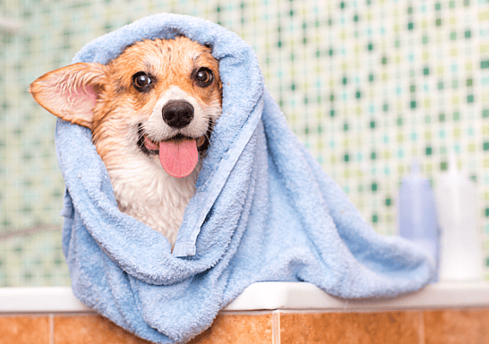 Are Corgis Hypoallergenic?