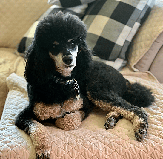 Brownie the moyen poodle