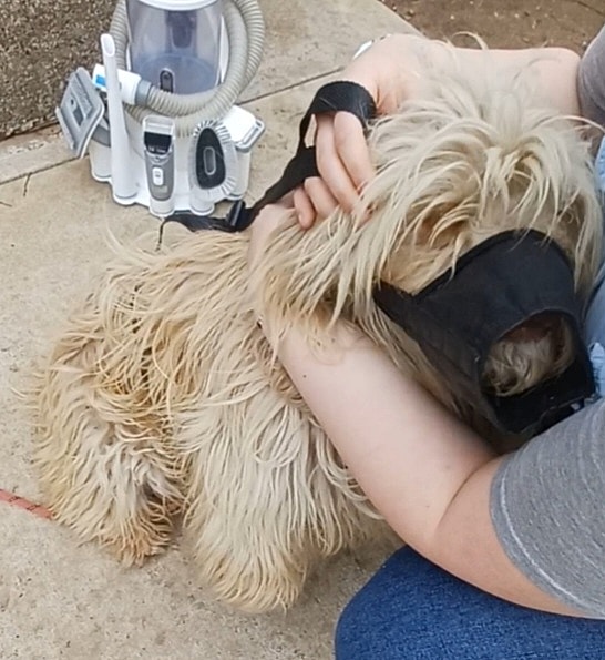 Abused Pup Needing Ugrent Adoption