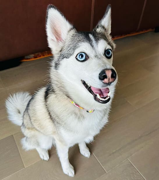A full grown Pomsky