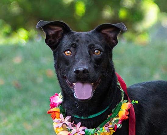 Callie - Labrador Retriever