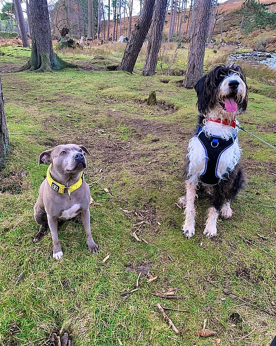 a Great Danoodle Dog