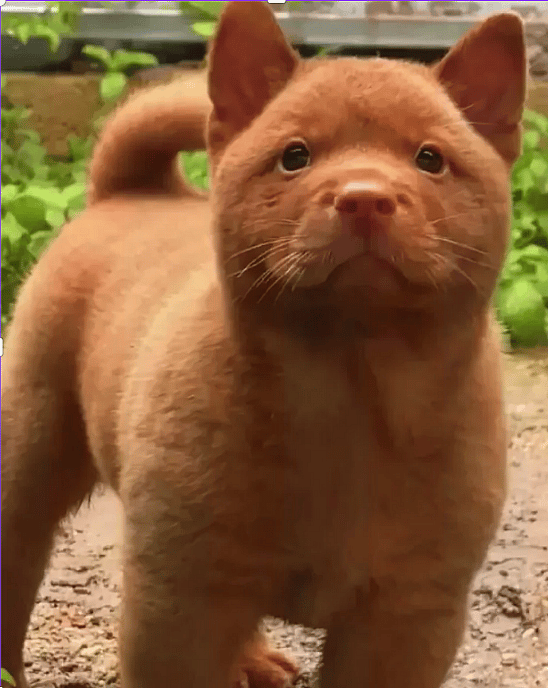 Red Cantonese Bear Dog