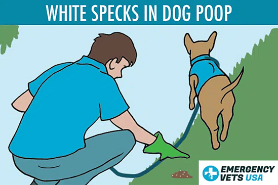 dog poop