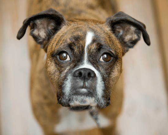 Brindle Dog Names