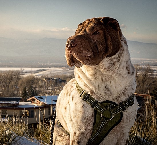 Shar Pei Coat Colors