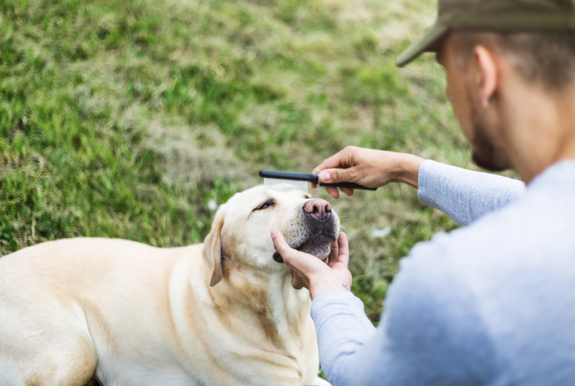 brushing a labrador retriever