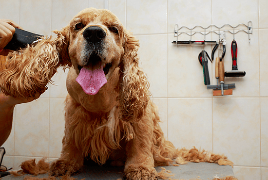 cocker spaniel haircut