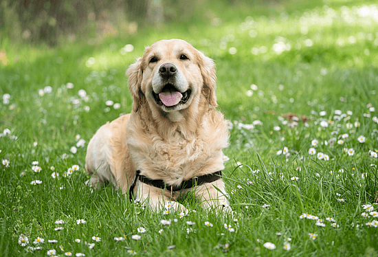 a happy golden retriever