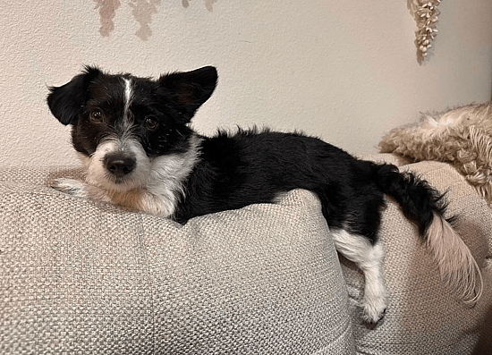 Penny the Corgipoo