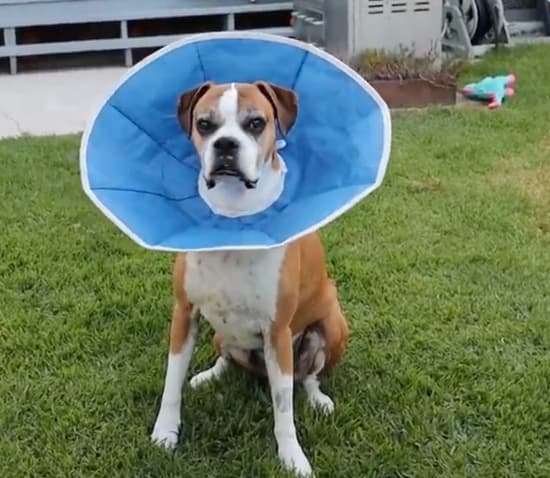 Man fills yard with 100 giant balls to celebrate his Boxer''s cancer-free victory
