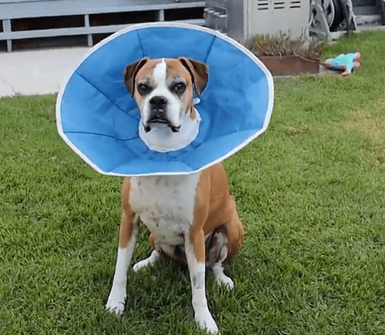 Man fills yard with 100 giant balls to celebrate his Boxer''s cancer-free victory