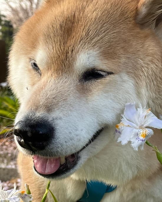 Dog That Has Almost 10 Million Followers On Instagram - Maru the Shiba Inu 