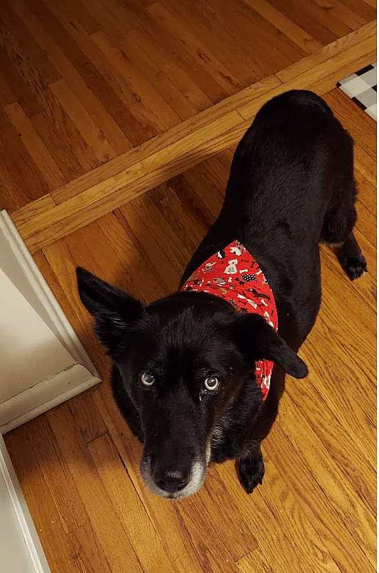 Dog rescue: Everyone Was Terrified of My Dog Until I Did This One Simple Thing