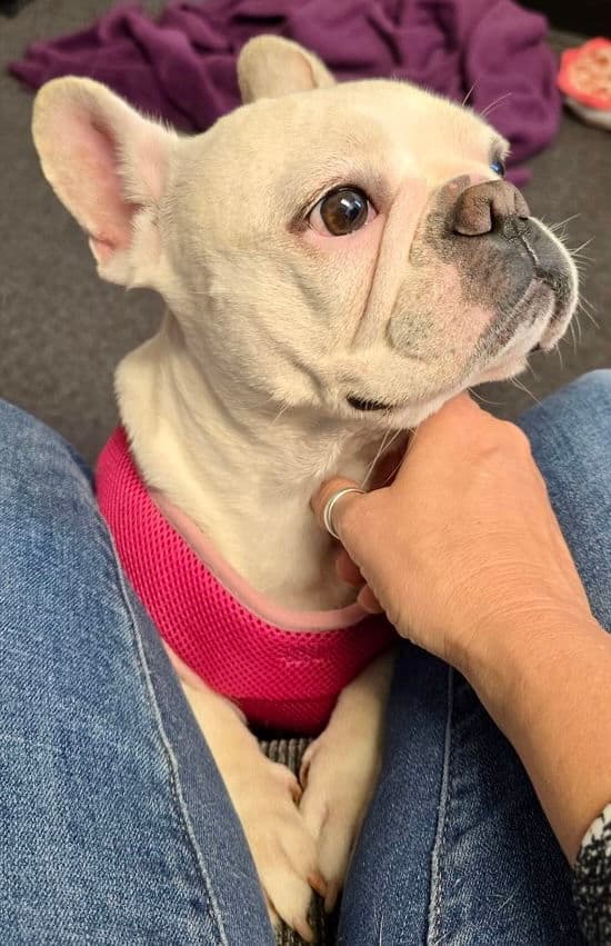 Bisou-Medical Hold available late August - French Bulldog
