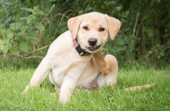 labrador retriever scratching