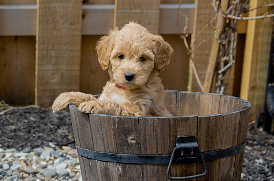A mini Goldendoodle