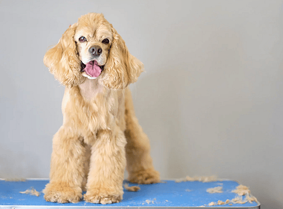 cocker spaniel haircut