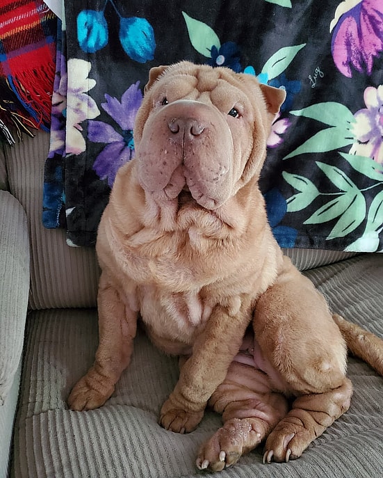 Shar Pei Coat Colors