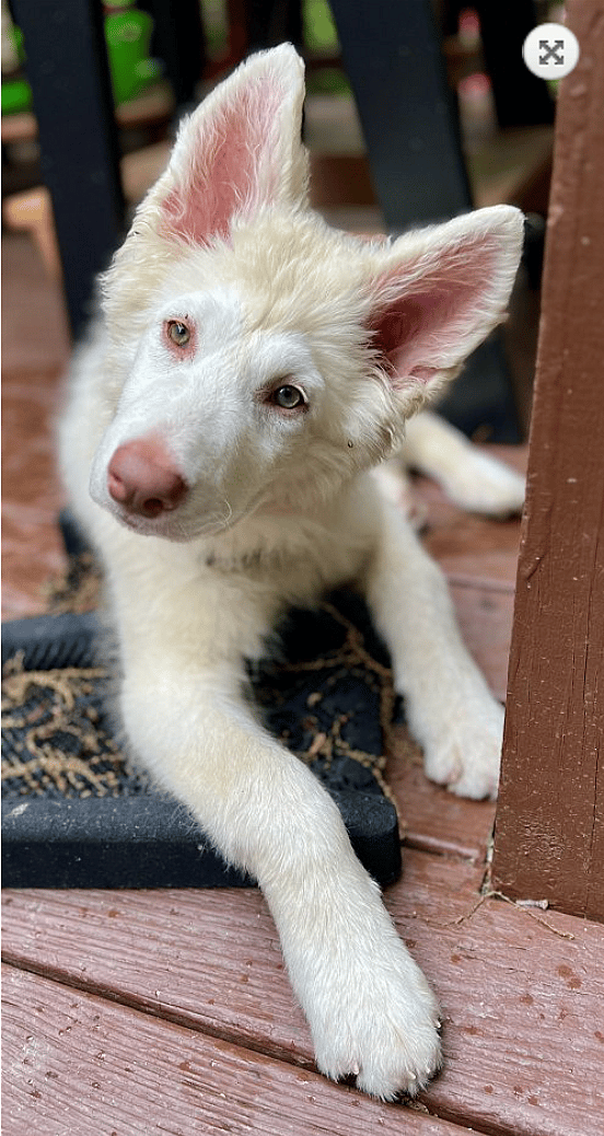Dog Rescued from Flea Market Scores Private Plane Ride But Still Needs Forever Family