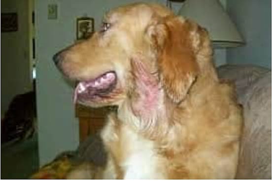 Golden Retriever’s Lifespan