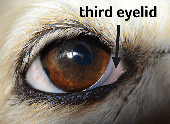 facts about dogs - third eylid
