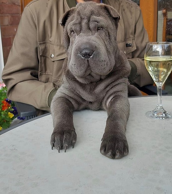 Shar Pei Coat Colors