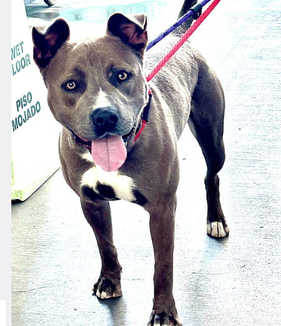 The Dog No One Notices: Why This Shy Pup Only Has 4 Weeks Left to Find the Love he Deserves.