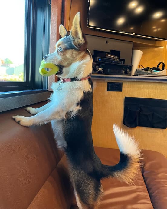 Auggie Dog - Karma