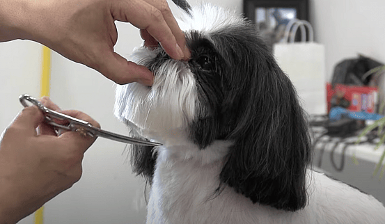 Shaved Shih Tzu