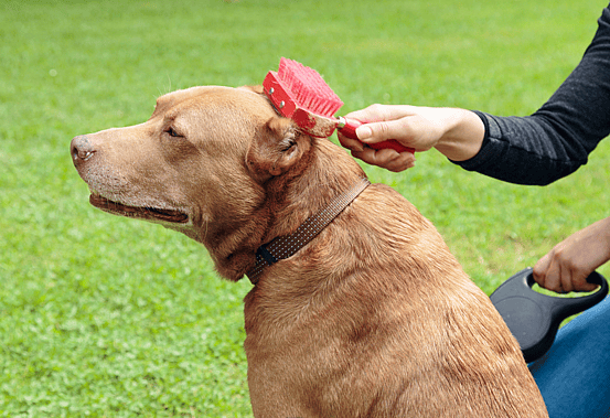 pitbull getting brushed