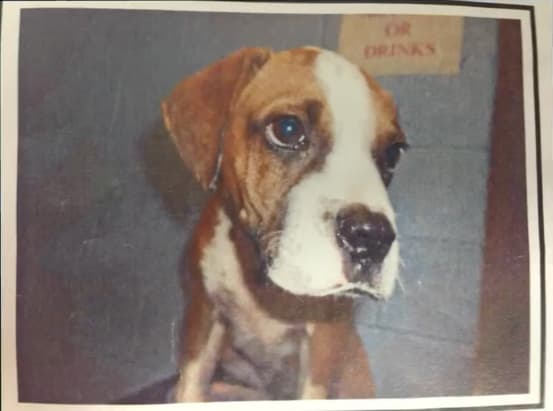 Flip as a puppy
