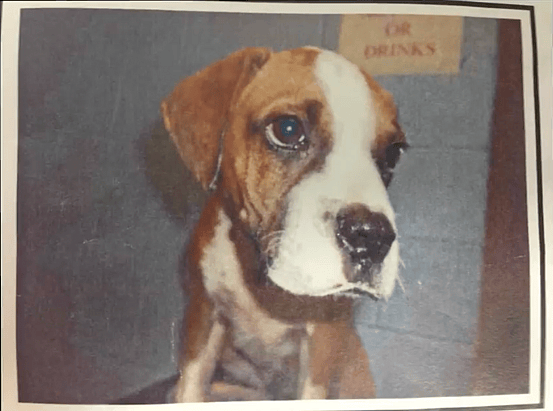 Flip as a puppy