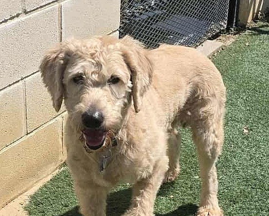 Ralphie - Labrador Retriever