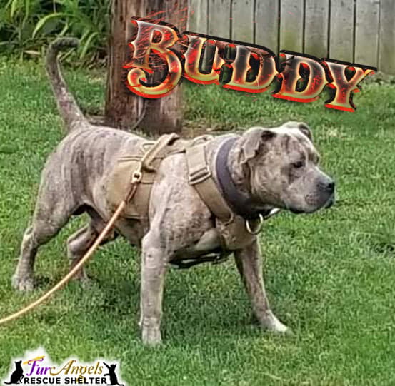 Buddy
