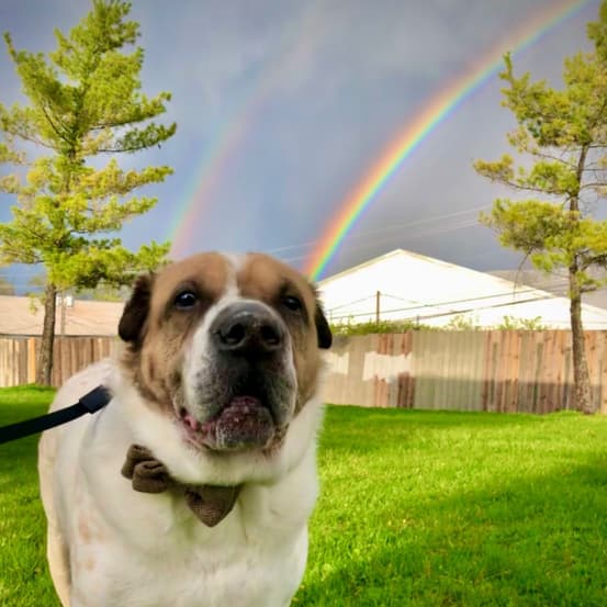 Ori Pei dog