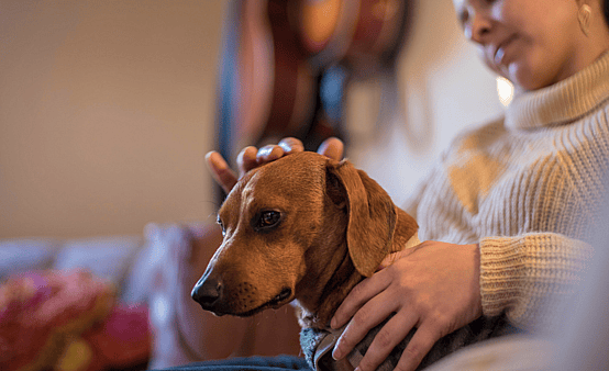 Owner petting/calming their dog