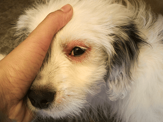 Chicken Allergy in Dogs