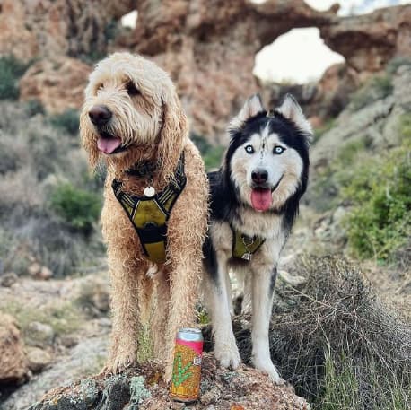 Dog-Friendly Restaurants in Phoenix, AZ