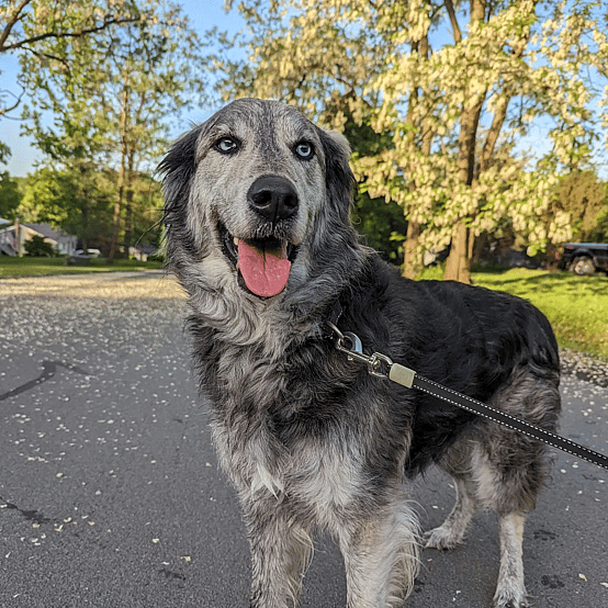 Jackson the Goberian