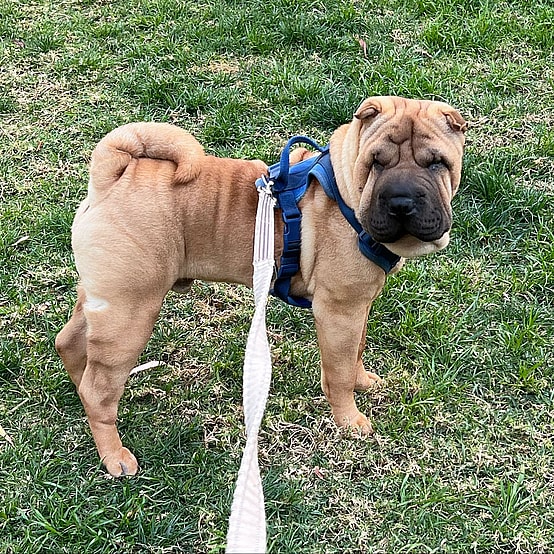 Shar Pei Coat Colors