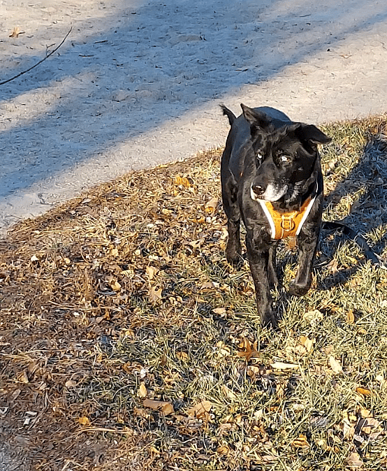 Dog rescue: Everyone Was Terrified of My Dog Until I Did This One Simple Thing