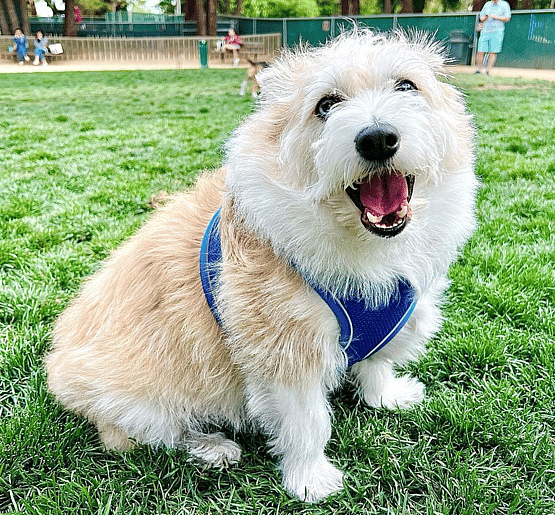 Biscuit the Corgipoo