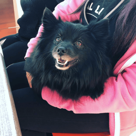 Dog-Friendly Restaurants in Phoenix, AZ - FEZ