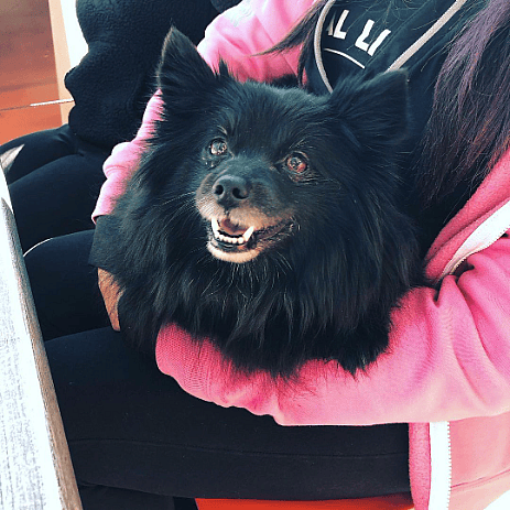 Dog-Friendly Restaurants in Phoenix, AZ - FEZ