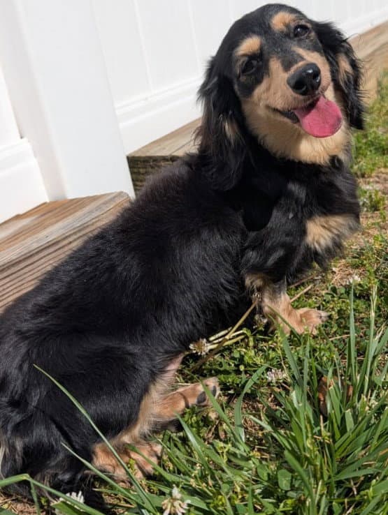 Skylar in TN - Dachshund