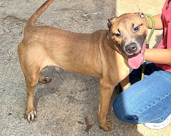 Voldemort - American Staffordshire Terrier